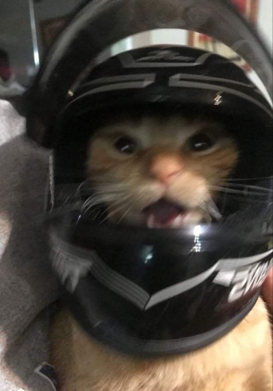 Создать мем: кот, собака в шлеме, cat with a helmet