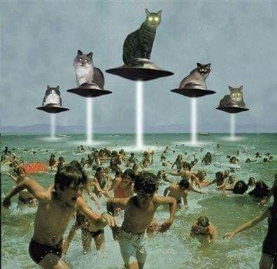 Create meme: jaws movie 1975, beach science, cats are aliens