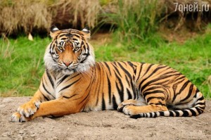 Создать мем: величественный тигр, амурский тигр, бенгальский тигр