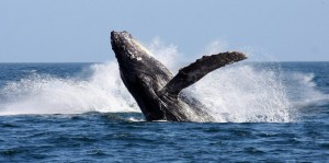 Создать мем: серый кит горбач, humpback whale, whale