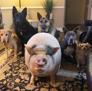 Создать мем: животные, домашние питомцы, собака и свинья
