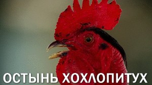 Create meme: the rooster crows, rooster comb, birds
