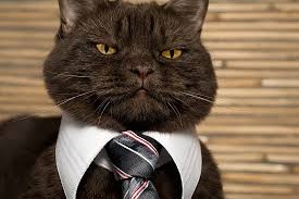 Create meme: cat, business cat, cat