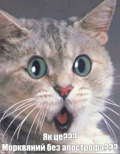 Создать мем: смешные коты, кот смешной, удивленный кот