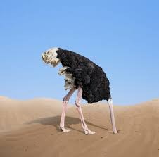 Создать мем: страус голова, страус спрятал голову в песок, страус голову в песок