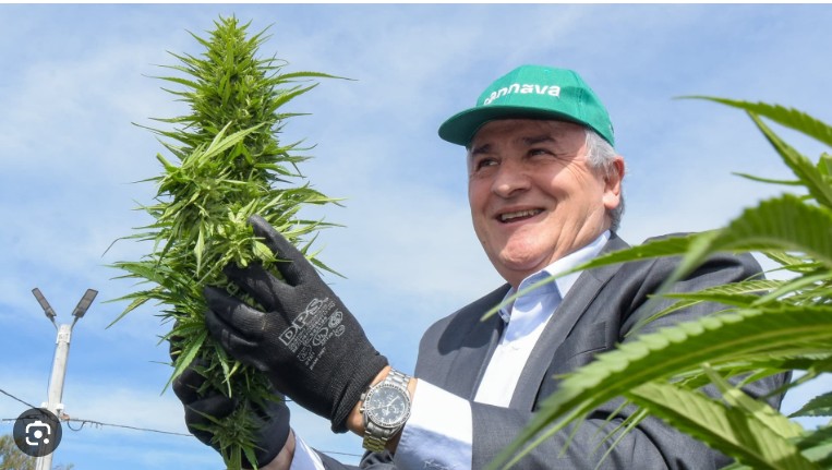 Create meme: Bush cannabis, grass hemp, plant 
