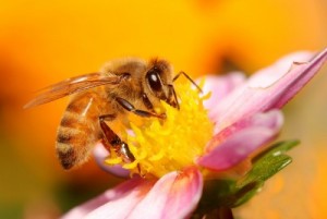 Создать мем: бджільництво, медоносы, мед оптом