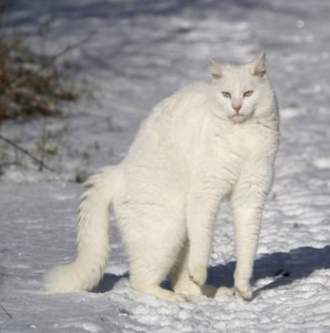 Создать мем: angora, котизм, кот