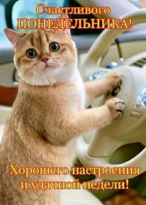 Create meme: red cat, good morning funny