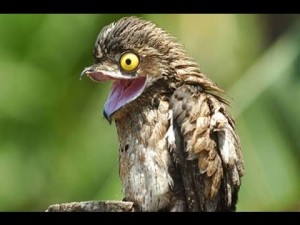 Create meme: bird Nighthawk, giant Nightjar bird, Nightjar