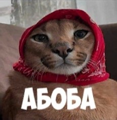 Create meme: slap cat, slap the russian cat, slap arab cat