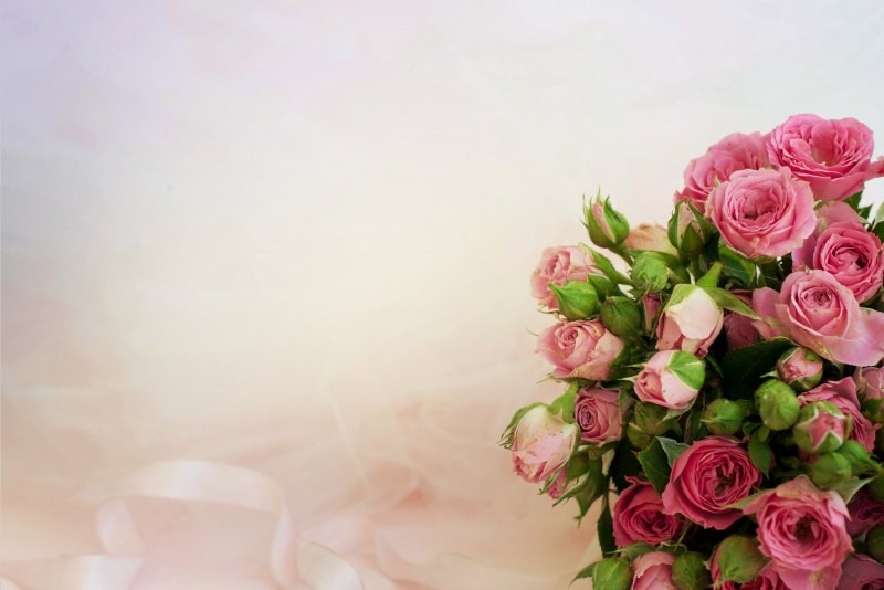 Create meme: pink roses , background for congratulations with flowers, flowers background for congratulations
