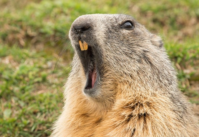 Create meme: gophers, the screaming gopher, groundhog and gopher