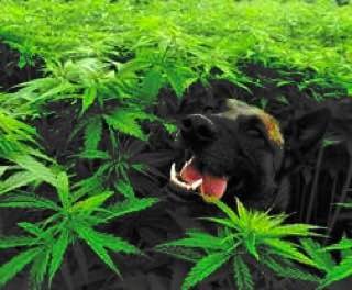 Create meme: a dog in cannabis, dog eats grass, dog and marijuana
