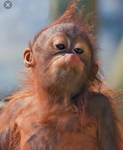 Create meme: happy monkey, the baby orangutan, monkeys