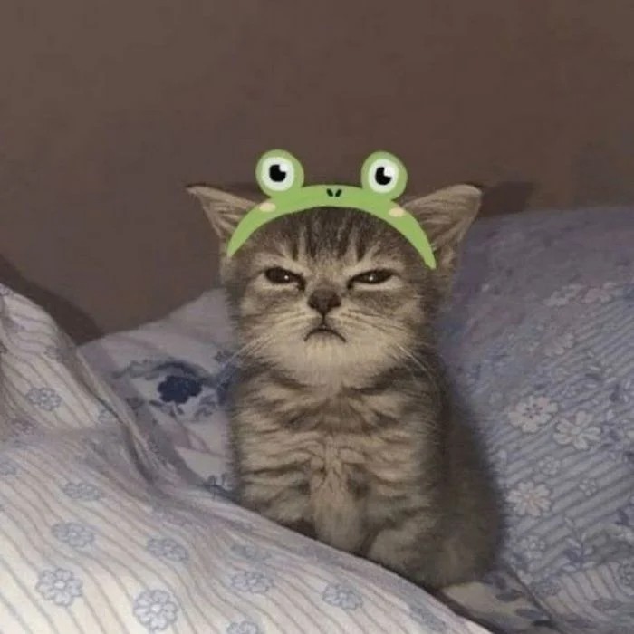 Create meme: sleepy cat, unhappy cat meme, A disgruntled kitten