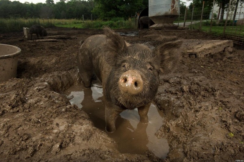 Create meme: dog , swine fever, pig in a puddle