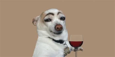 Create meme: a dog with painted eyebrows, a dog with black eyebrows, the dog in the glass meme