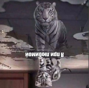 Создать мем: кот видит отражение тигра, кот и тигр, кот в отражении тигр