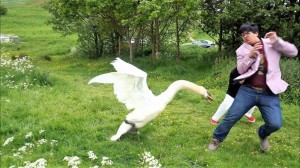 Create meme: goose attacks, Swan