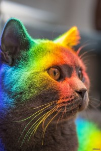Создать мем: кот в лучах солнца, кошачьи лапки и радуга, фото радужного кота