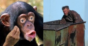 Создать мем: обезьяна, обезьяна с губами, шимпанзе ларик