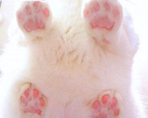 Create meme: the paws of a cat paw, cat paw, the aesthetics of cat's paws