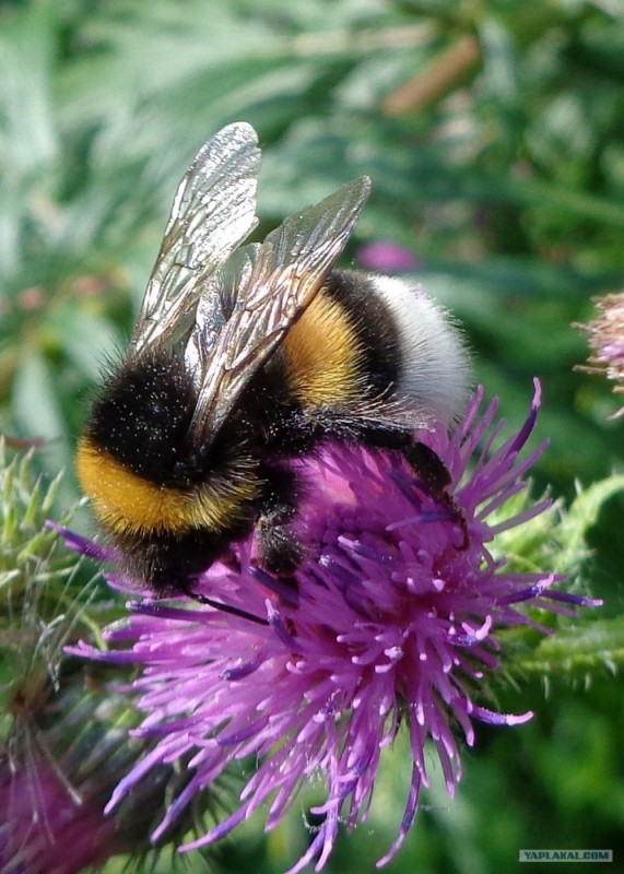 Создать мем: шмель насекомое, bombus lucorum - норовой шмель, шмель земляной bombus terrestris