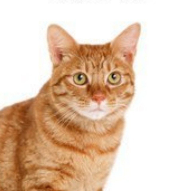 Создать мем: рыжая кошка, cat, азиатская табби кошка рыжая