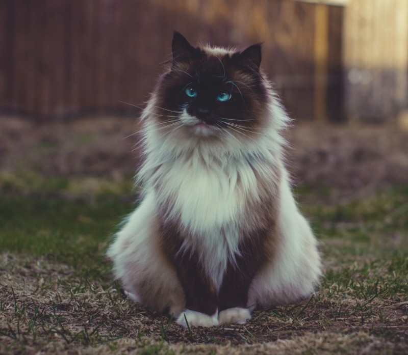 Создать мем: гималайская кошка, сиамский рэгдолл, порода кошек рэгдолл