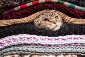 Create meme: cat, hand knitting, arrested cat