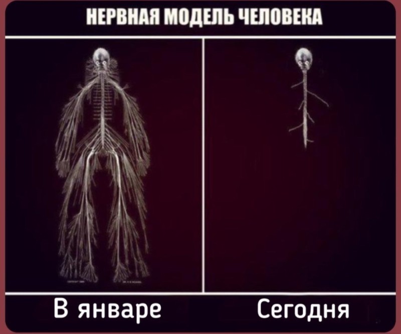 Создать мем: человек, нервные системы, нервный мем