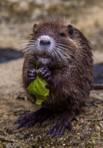 Create meme: nutria