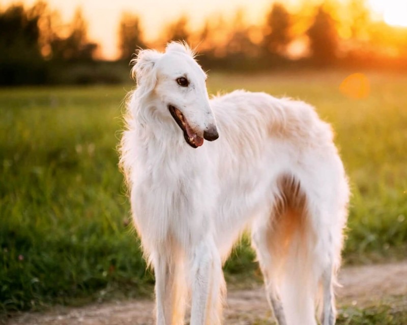 Create meme: russian greyhound, greyhound breed dog, the greyhound dog