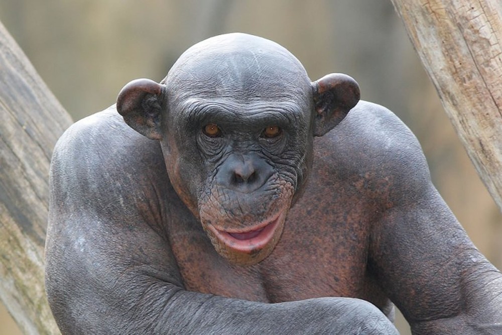 Create meme: bald monkey, chimpanzee planet of the apes bald, bald chimp