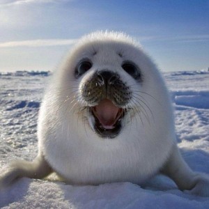 Создать мем: маленький тюлень, байкальские нерпы, фотографии тюленя