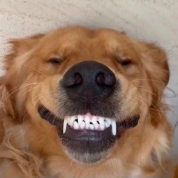 Создать мем: собака улыбается с зубами, собачья улыбка, собака зубы