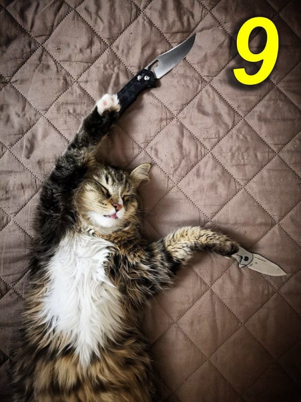 Create meme: the cat with a knife, cat , A cunning cat with a knife