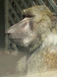 Create meme: baboon baboon, baboon, chakma baboon