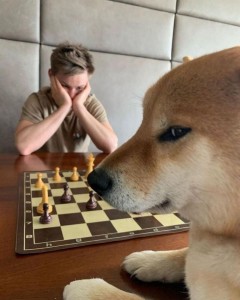 Создать мем: chess, shiba inu, play chess
