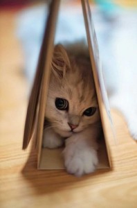 Create meme: cat, cute animals, the most cutest pictures of kittens