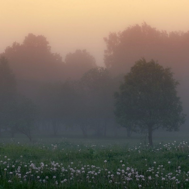 Create meme: gentle landscape, fog in the morning, thick morning fog