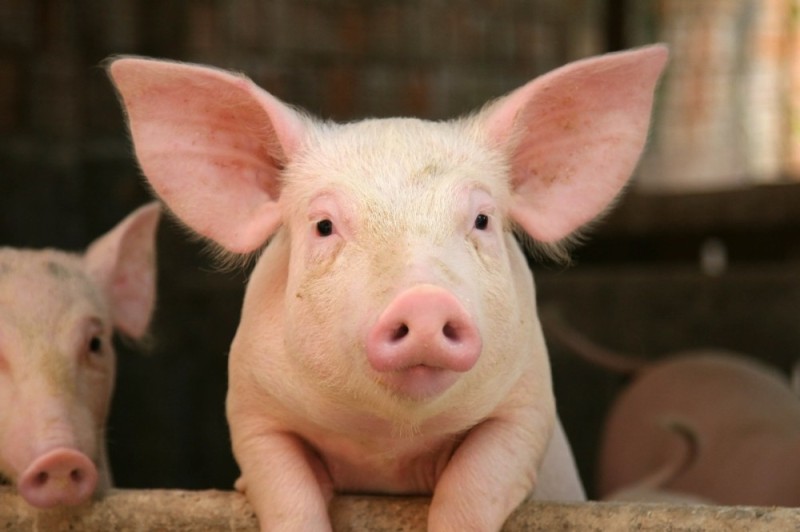 Create meme: swine fever, piglets landrace, piglets