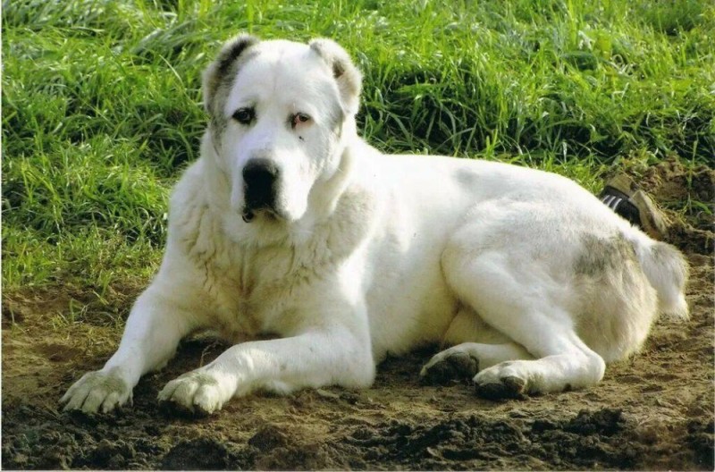 Create meme: Central Asian shepherd Alabai black and white, dog Alabai, central Asian shepherd wolfhound