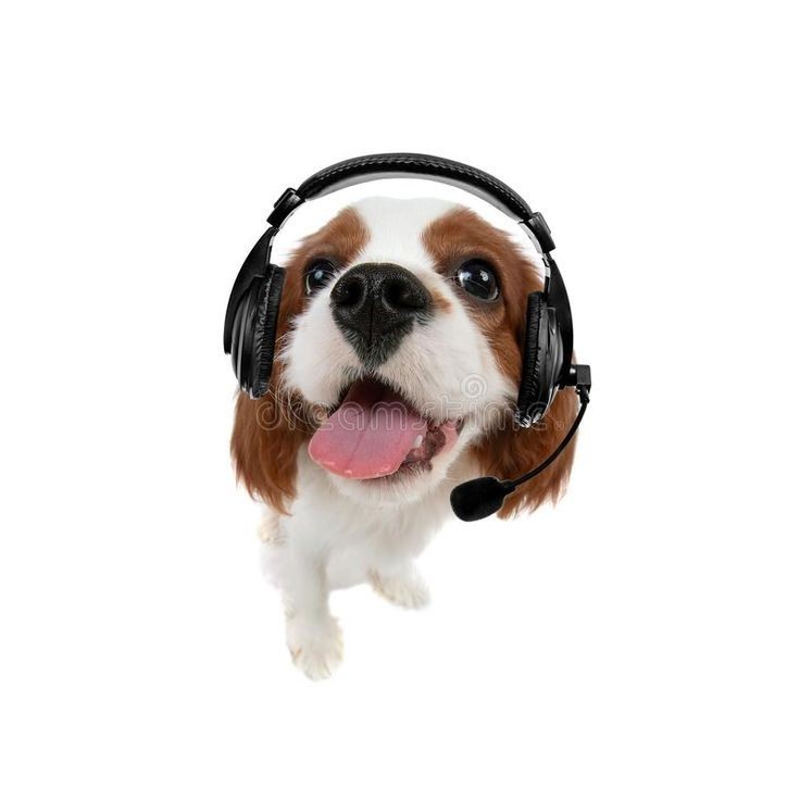 Create meme: chihuahua wearing headphones, cat with headphones, cat in headphones meme