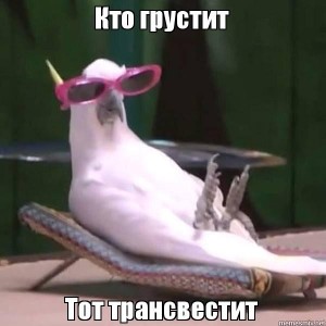 Создать мем: мемы с попугаем в очках, funny birds, какаду в очках мем
