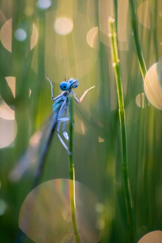 Create meme: blue dragonfly, dragonfly , dragonfly macro photography