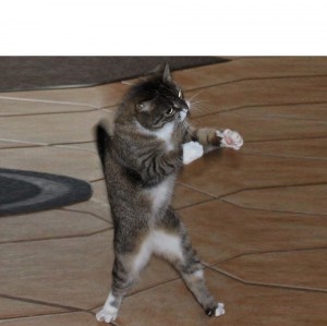 Create meme: kitty, cat, dancing cat