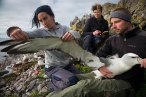 Создать мем: albatross, люди, Супер Гуано-Питух