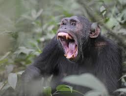 Создать мем: макака шимпанзе горилла, самка шимпанзе, шимпанзе зубы